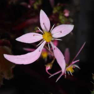 Cortusifolia-Reika JP-0