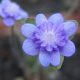 nobilis var. japonica Shingyoku-0