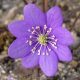 nobilis var. japonica Blaue Töne-0