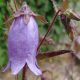x punctata ' Summertime Blues ' -0