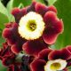 x auricula Rouge George-0
