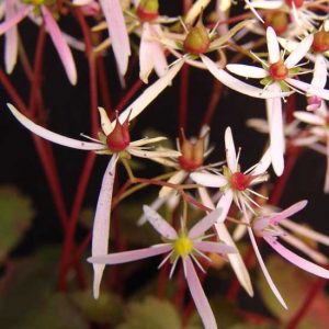 Cortusifolia-Natsumi JP-0