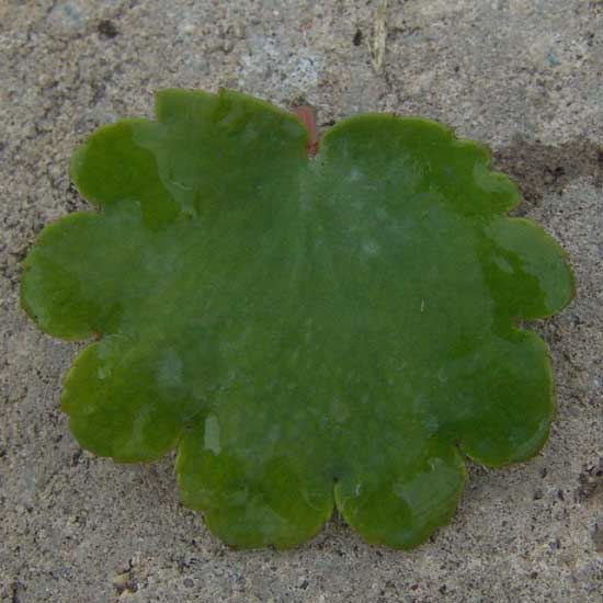 Cortusifolia-Sakuragari-8948