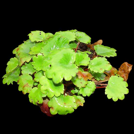 Cortusifolia-Sakuragari-8950