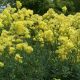 flavum ssp. glaucum-0