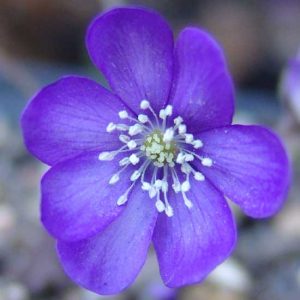 nobilis var. nobilis Jennifer JP-0