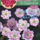 Buch Hepatica-Leberblümchen-Japanisch-Vol. 11-0