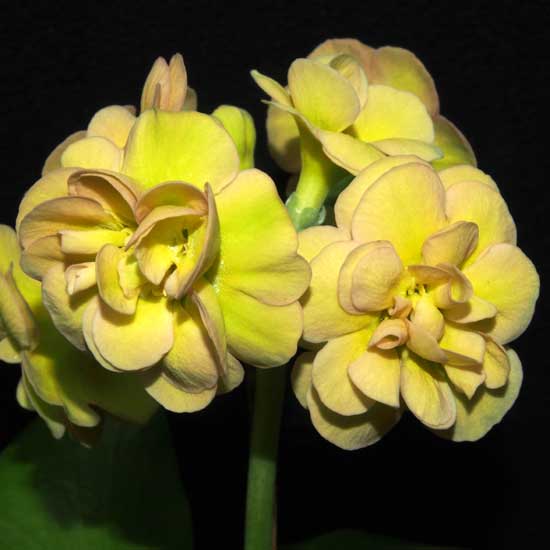 x auricula Forest Hint of Pink-0