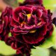 x auricula Corrie Files-0