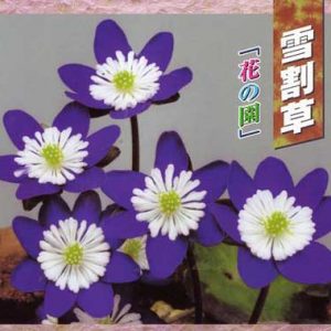 Japanische Hepatica Katalog Nr 18