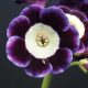 x auricula ' Lilian Hill '-0
