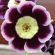 x auricula ' Soanne '-0