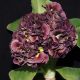 x auricula Thunterstorm