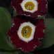 Trafalger, Primula, Aurikel