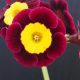 x auricula ' Winnifred '