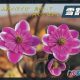 Japanische Hepatica Katalog Nr 22-0