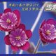 Japanische Hepatica Katalog Nr 24-0