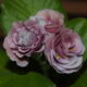 Primula x auricula Gossamer (D)