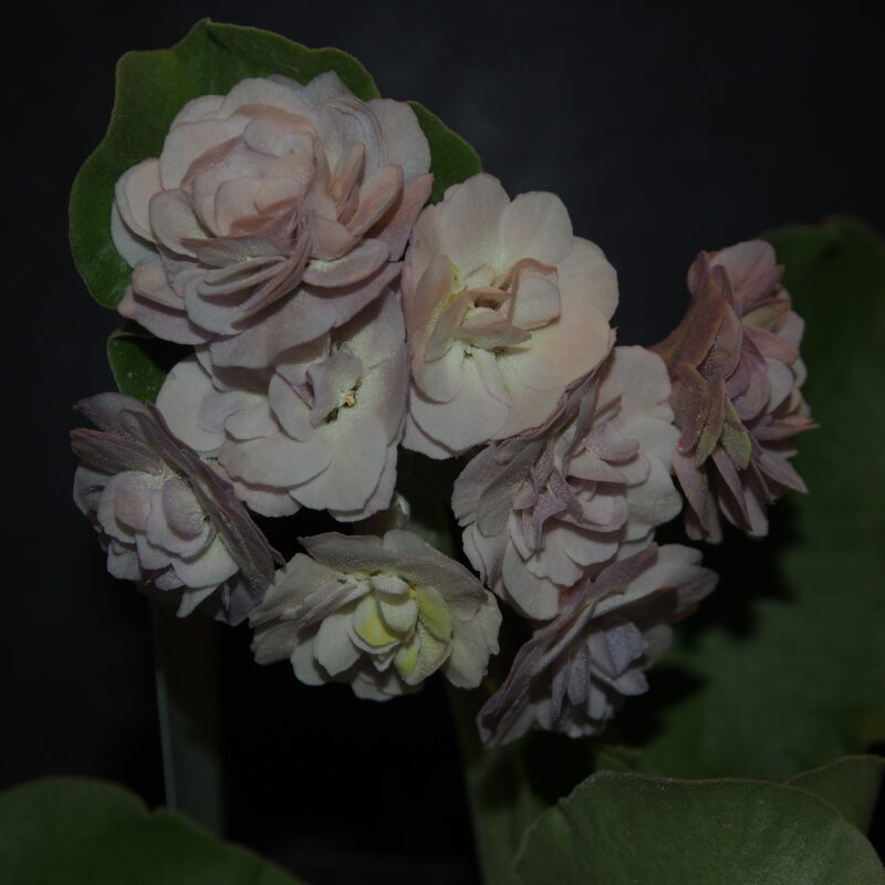 Primula x auricula Lilac Ladywood (D)