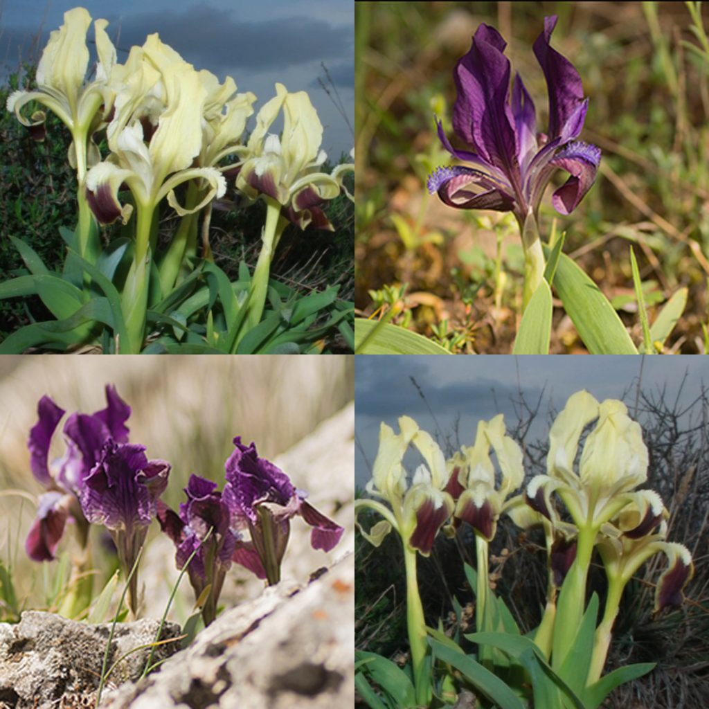 Iris Suaveolens Rubramarginata Staudengärtnerei Peters