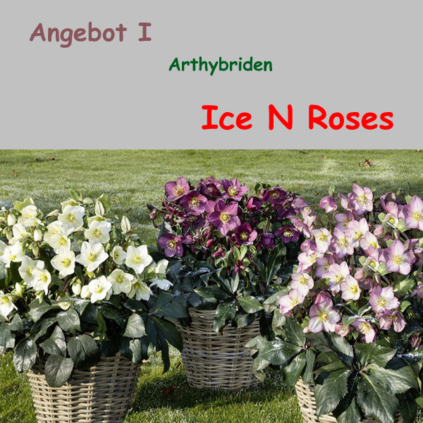 Angebot I : Helleborus Ice N Roses