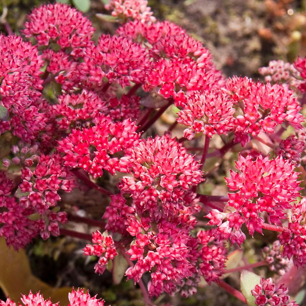 Фото седум red cauli