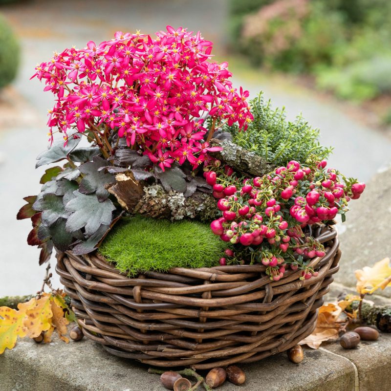 Saxifraga cortusifolia Dancing Pixis ® Tessy