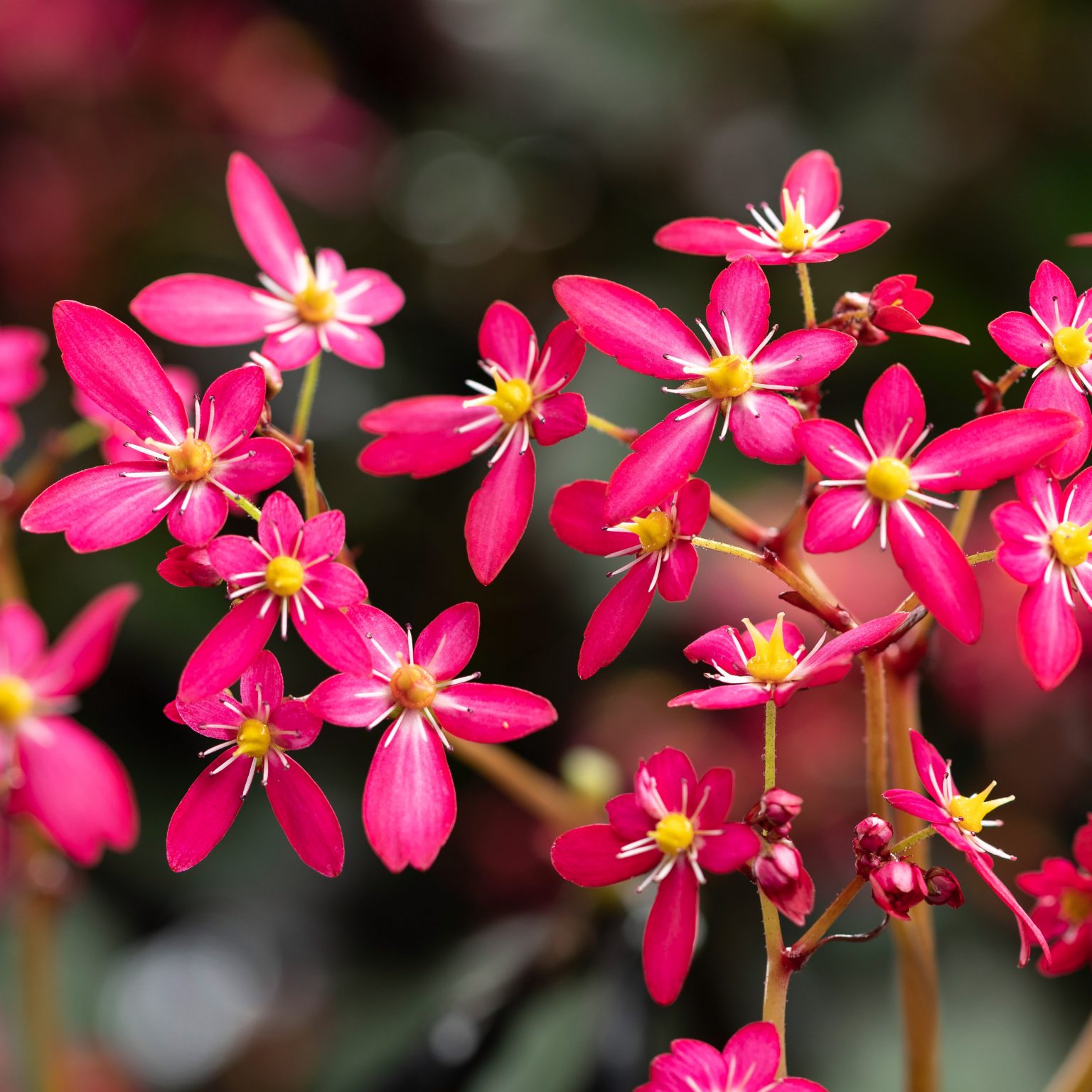 Saxifraga cortusifolia Dancing Pixis ® Tessy Staudengärtnerei Peters