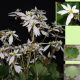 Saxifraga cortusifolia Shiomidake JP
