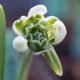 Galanthus nivalis Blewbury Tart