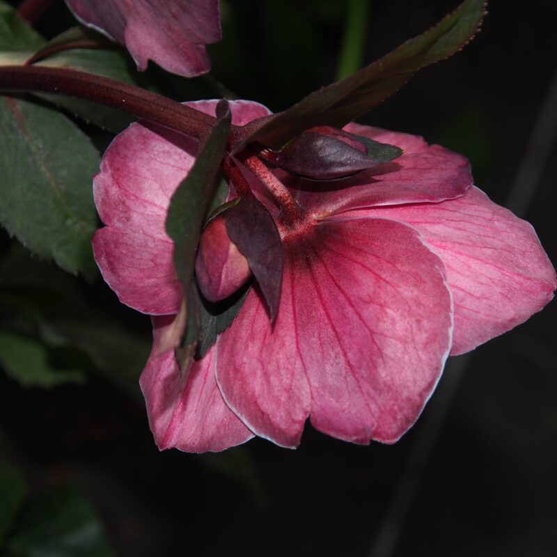 Helleborus x glandorfensis Ice N' Roses ' Corvina '
