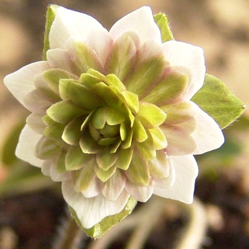 Hepatica nobilis var. japonica Aimotogatari