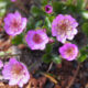 Hepatica nobilis var. nobilis Plena Lyseröd