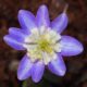 Hepatica japonica Midoribotan