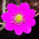 Hepatica japonica Extra Rot