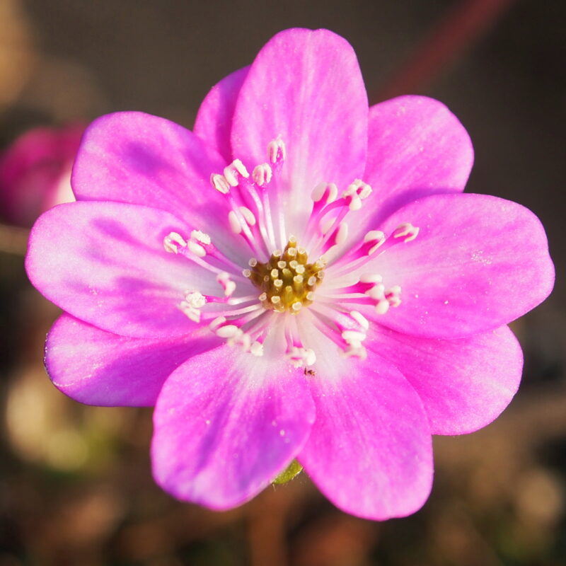 Hepatica japonica Rosa Töne