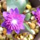 Hepatica japonica Tenshihai