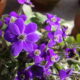 Hepatica x schlyteri Violetter Max JP (0,5L Tb)