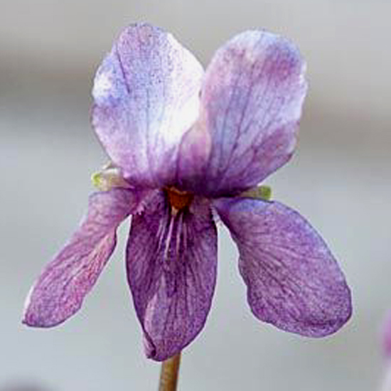 Viola odorata Parchment