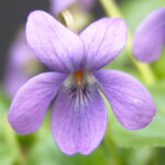 Viola odorata Quatro Saisons