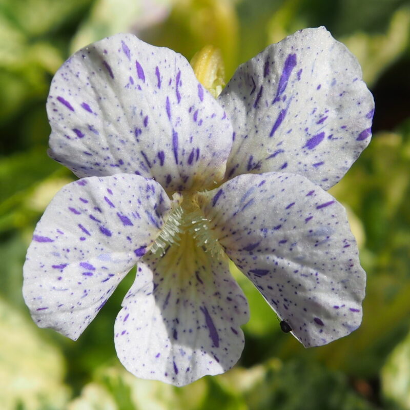 Viola sororia Speckles