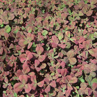 Trifolium repens Wheatfen