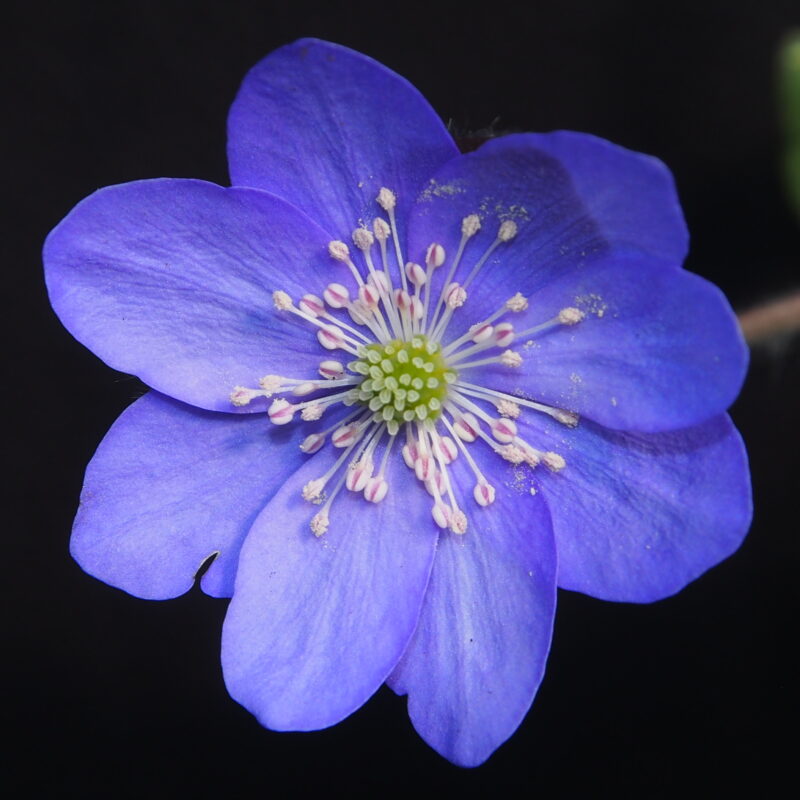 Hepatica japonica Blaue Töne