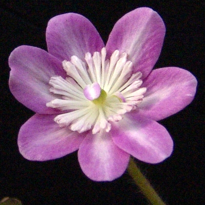 Hepatica japonica Hidamari
