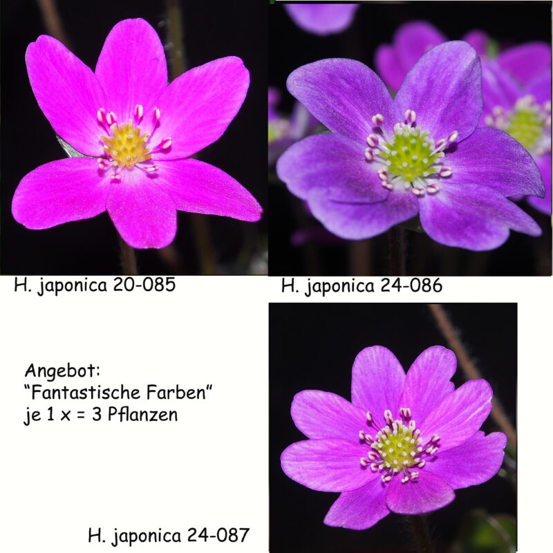 Hepatica japonica "Die fantastischen Drei"