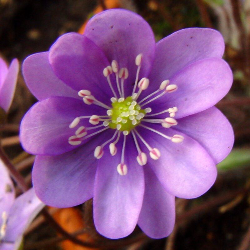 Hepatica nobilis f. oelandicum violett II
