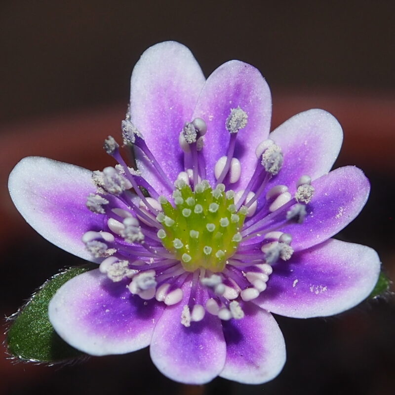 Hepatica, der blaue Schatz der Wälder Staudengärtnerei Peters
