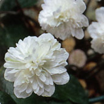 Hepatica japonica Syaraku