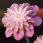 Hepatica japonica Touen