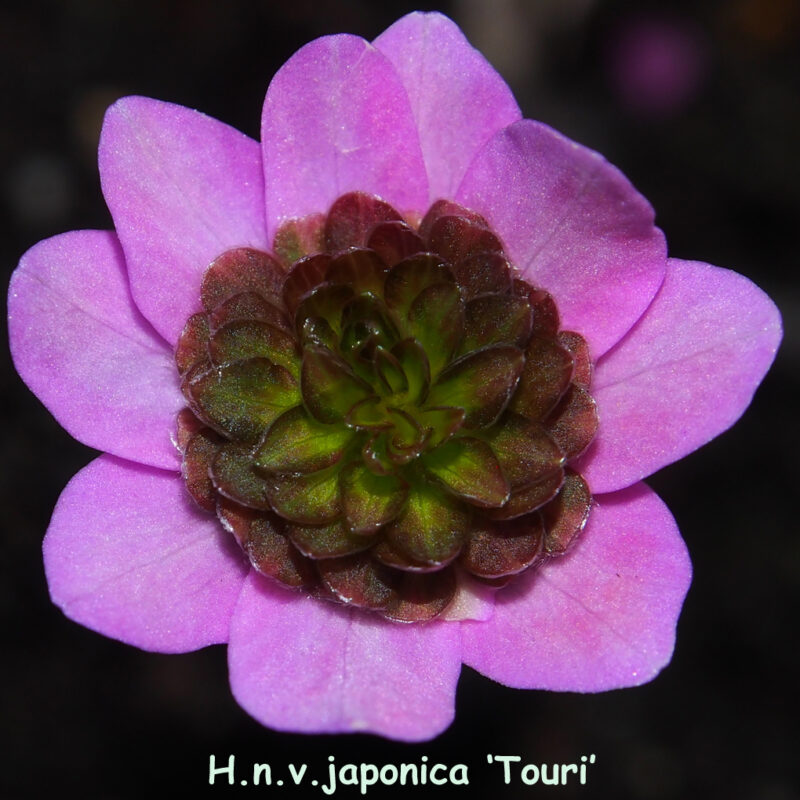 Hepatica japonica Touri